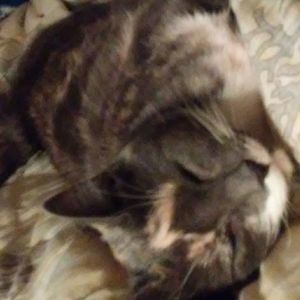 Meet your Posher, Janet